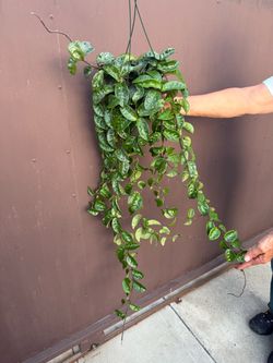 6” big hoya Krinkle silver splash