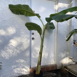 Ice cream Thai banana plant