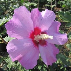 Hardy Hibiscus Starter Plants