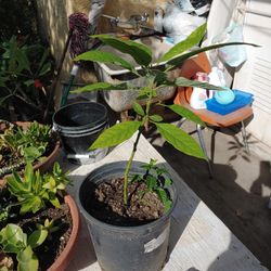 AVOCADO TREE
