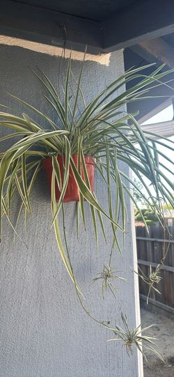 Spider plant and ruby necklace