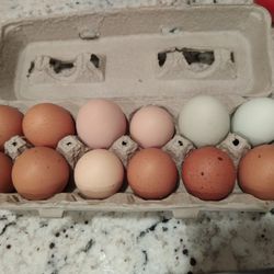 Fresh Eggs 