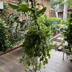 Pothos Plant 