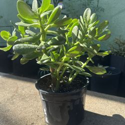 Jade Plant 