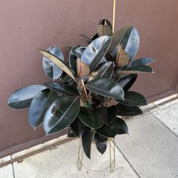 Xxl Burgandy Rubber Plant In 8” Pot Big Leaves 