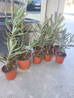 Plant $5