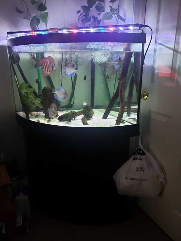 75 gallon corner fish tank Full Setup for Sale in Seattle, WA - OfferUp