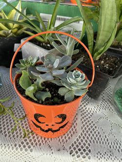 Succulent Halloween arrangement
