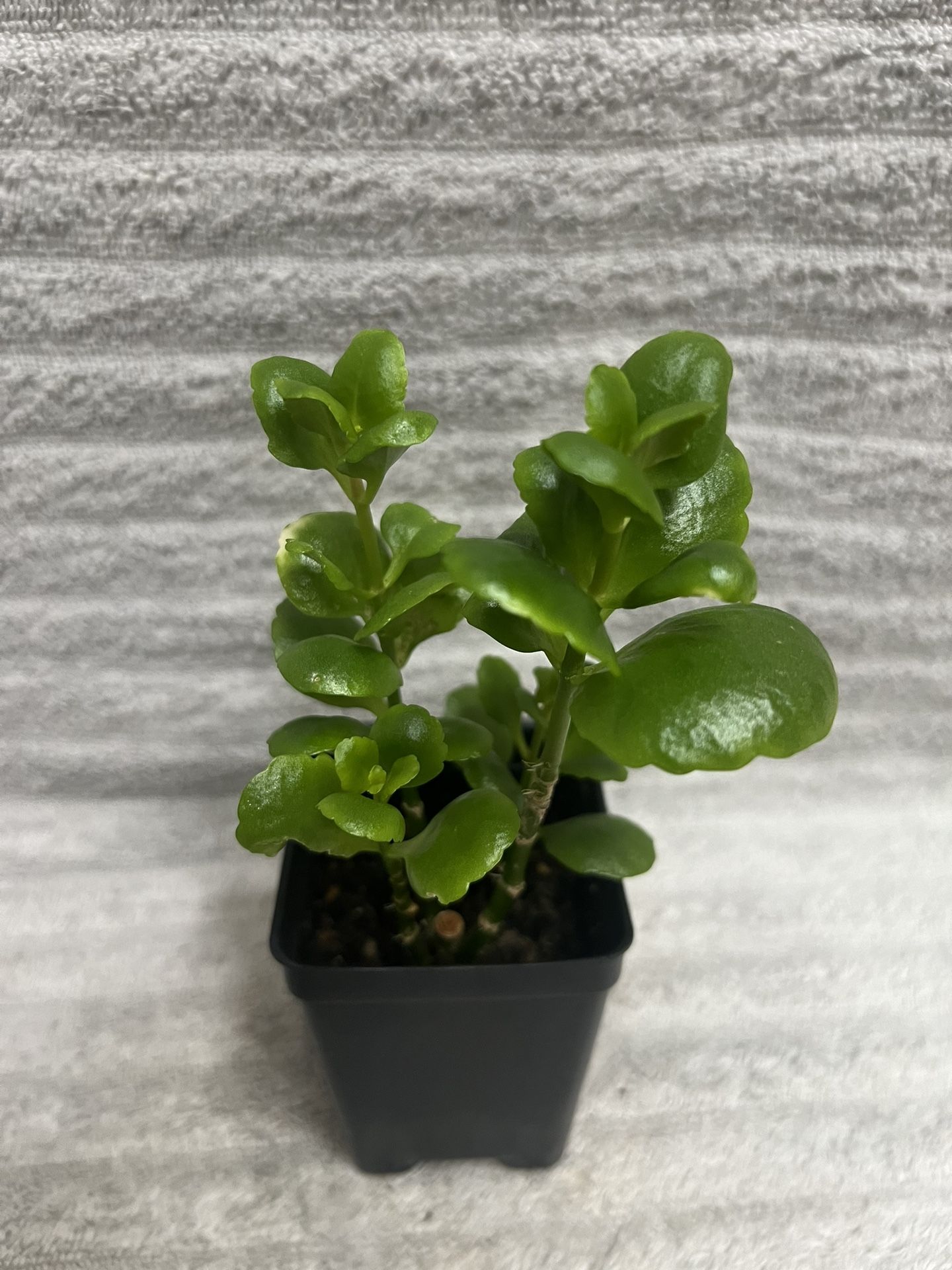 A Live Blossfeldiana Plant 