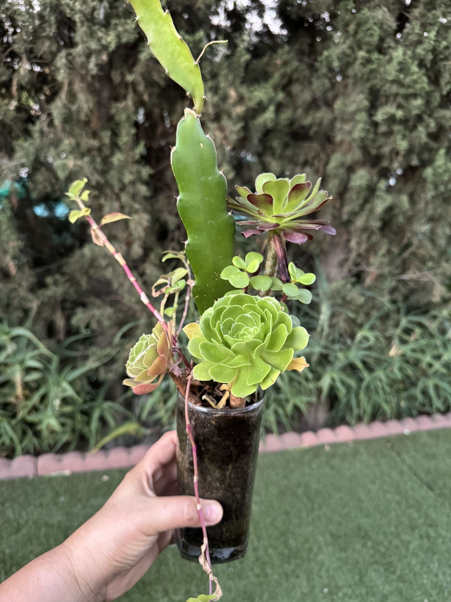 Succulent
