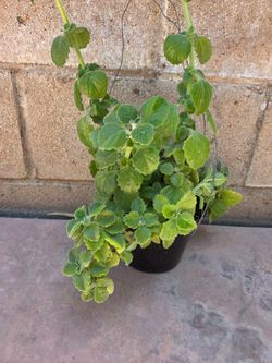 Plant De Vicks Medesinal