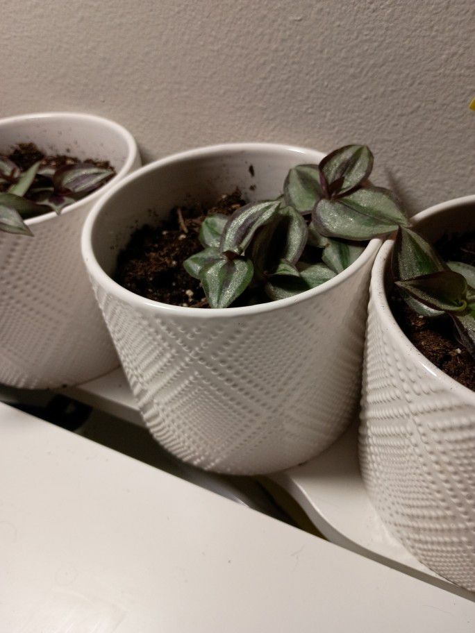Inch plant with ceramic pot