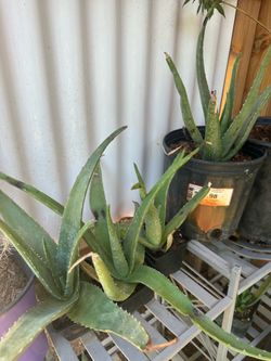 Aloe Vera Plants $2