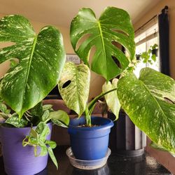 Monstera Mint Plant! Stunning! 