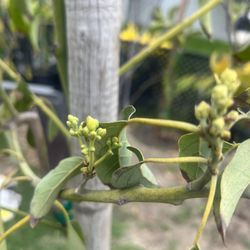 Gem Avocado 9 Feet Tall