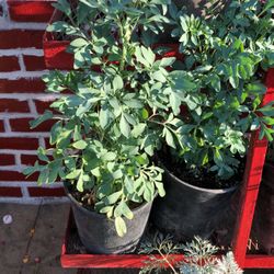 Ruda herb