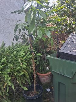 Avocado trees(reed)
