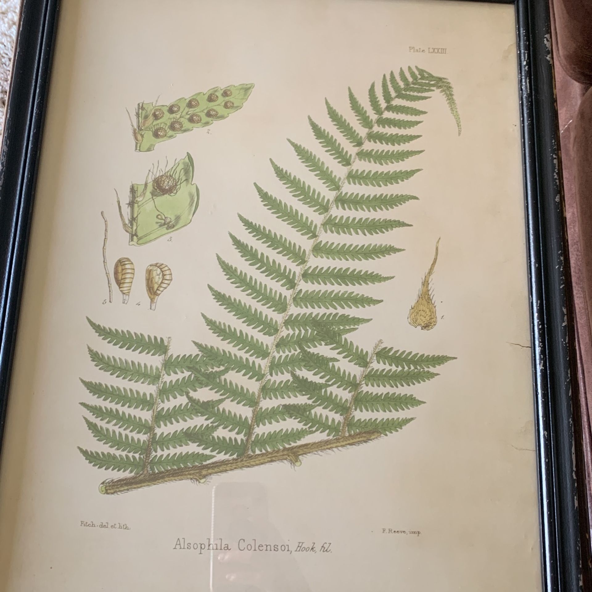 Fern Framed Pictures (set of 2)