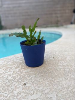 Christmas Cactus in Blue Pot – Healthy Plant