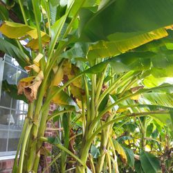 Banana Palms Greenbrier Mall Area