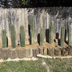 Mexican Fence Post Cactus Cutting