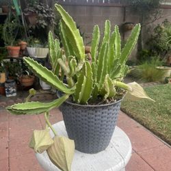 Zulu Giant Succulent (Flowering!)