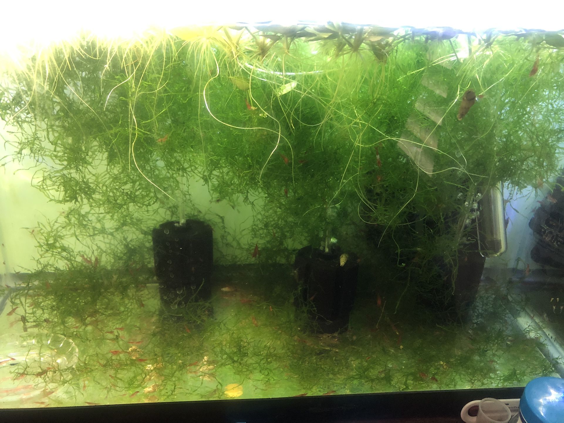 Java Moss Aquarium Aquatic Plants Excellent For Shrimps Tank 