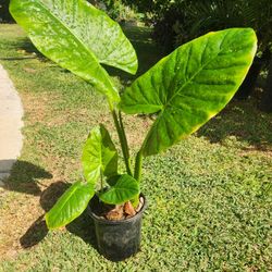 Ears Elephant Plant 