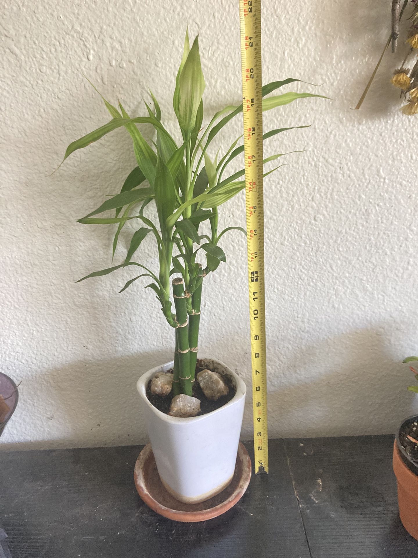 Bamboo Plant