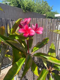 Small plumeria, red and pink