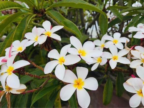 White, Yellow with a Pink Trim Plumeria Cuttings - $5