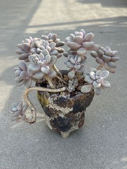 Succulents plants 🪴