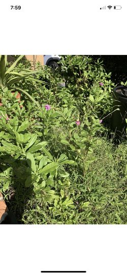 Ewe Plant Hojas Medicine Egbure Gbure Plant Traditional African 