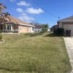 Clusias Perfect For Privacy Make Your Own Fence