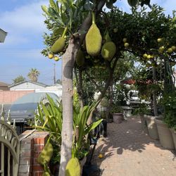 Jack Fruit Tree For Sale