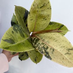 Plants (4”pot🌿Ficus Shivereana “moonshine” )