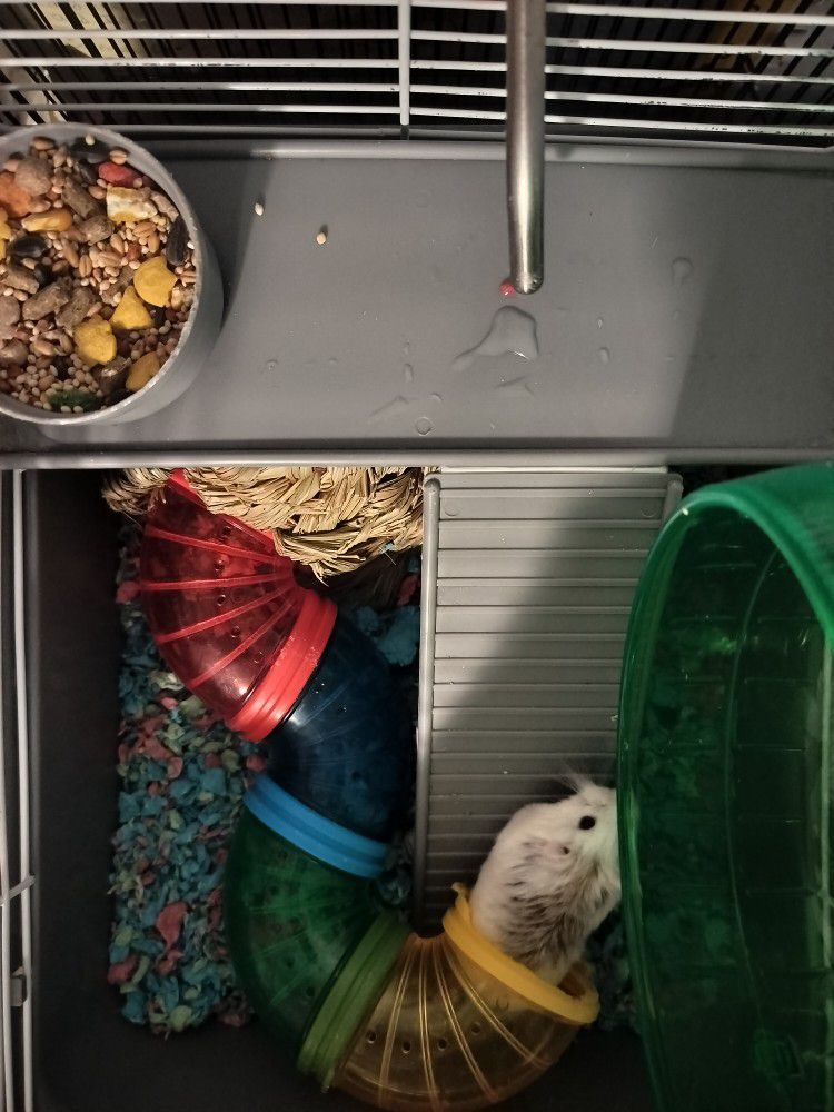 Hamster With Everything Food, Bedding And Toys Cage All Set