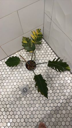Philodendron Caramel Marble