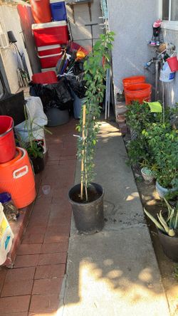 Guamúchiles Tree