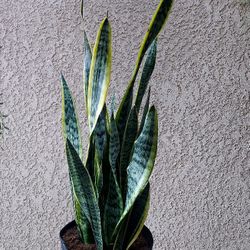 Sensaveria Laurentii "Snake Plant or Mother-in-law Tongue " Plant $40