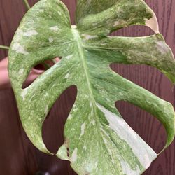 Monstera Platinum( Top Cut)