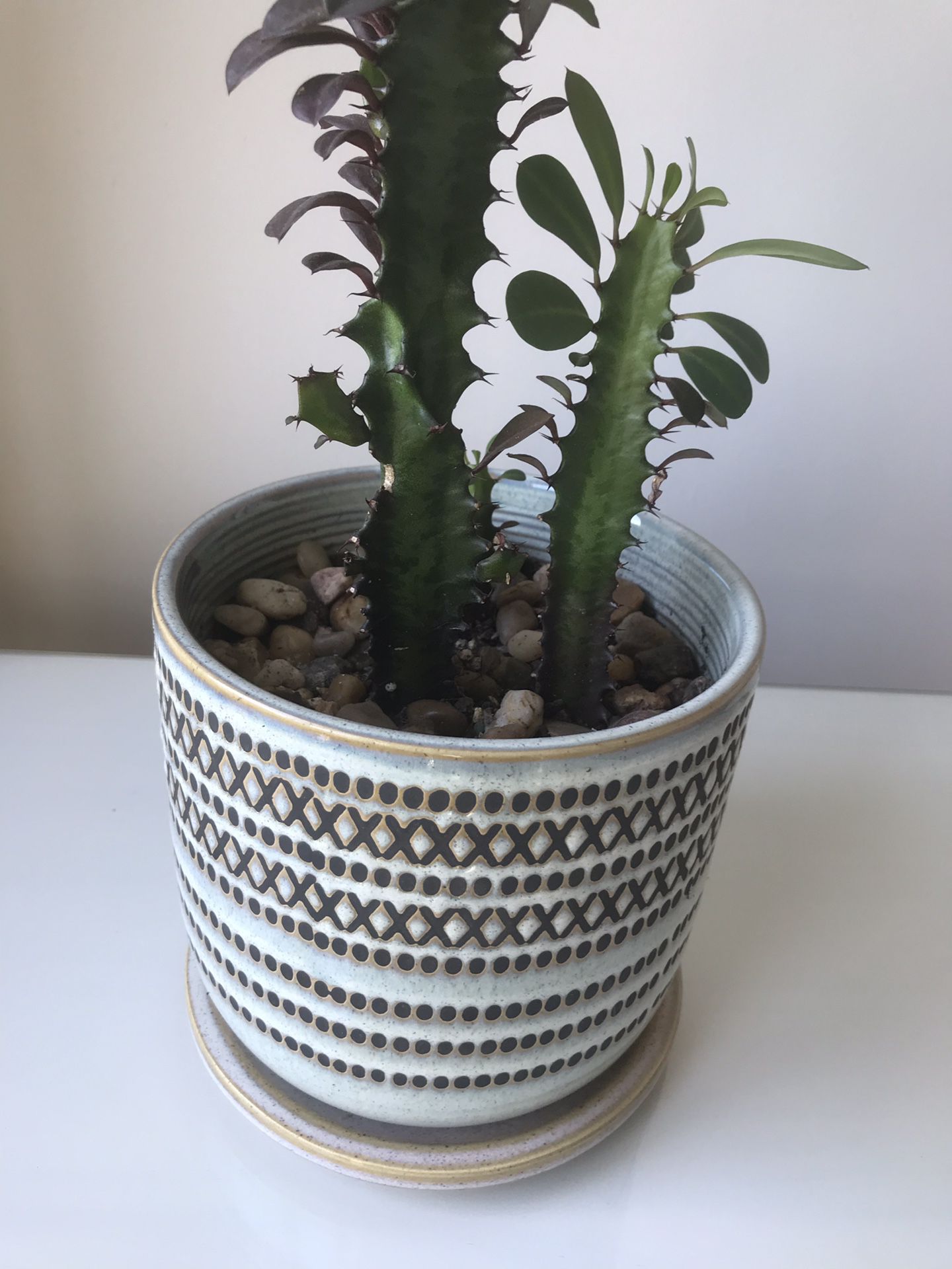 Succulent/Cactus