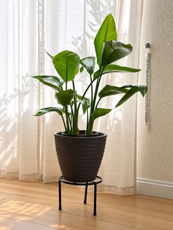 Large Bird of Paradise
