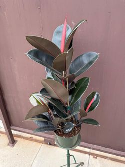8” burgundy rubber plant