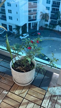 Plants
