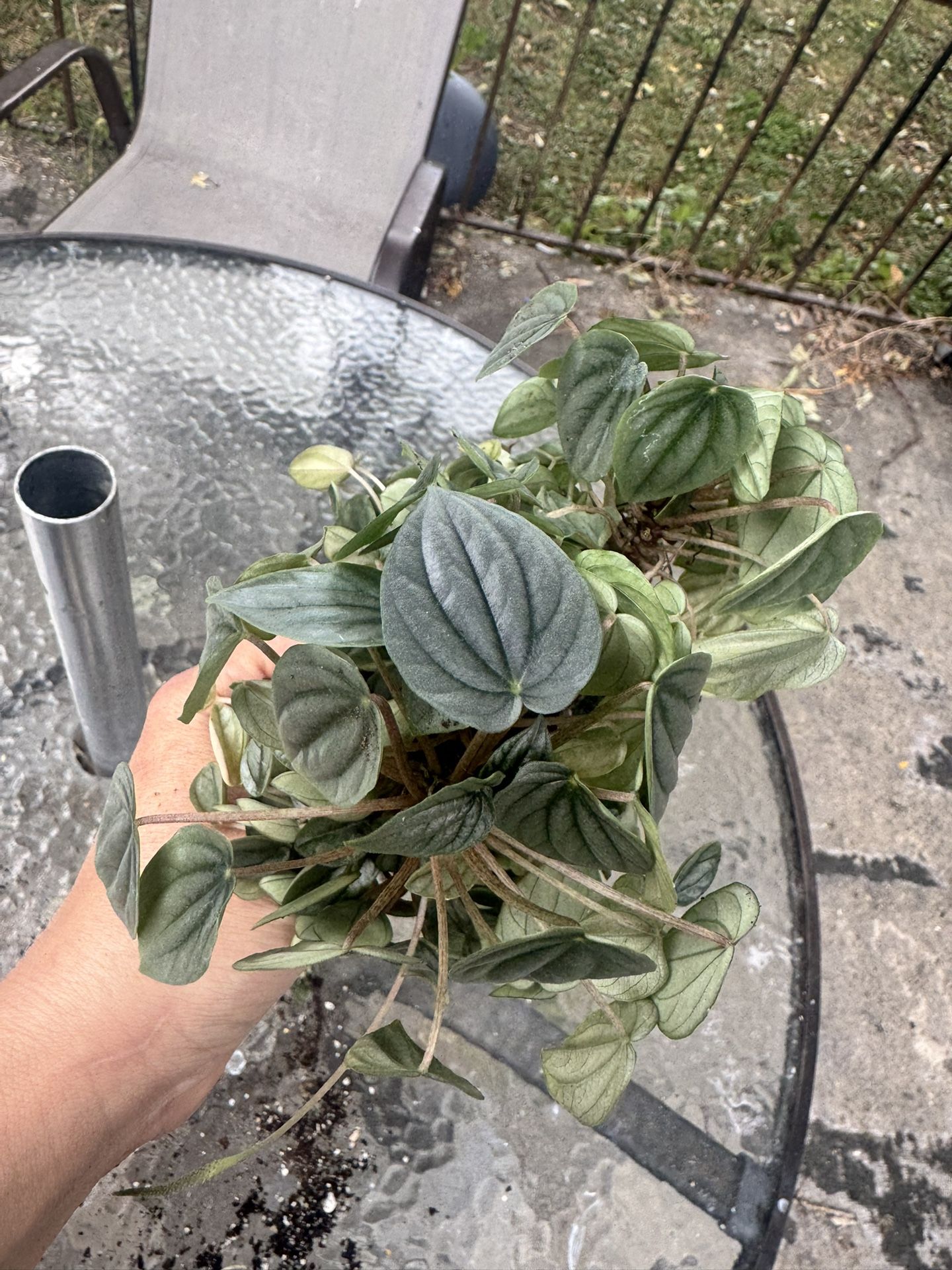 Free Live Plant. Some Peperomia 