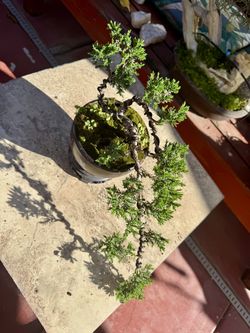 bonsai(juniper nana)