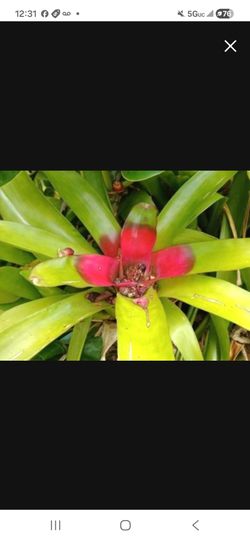 Beautiful Bromeliad smooth edges Houseplant landscape