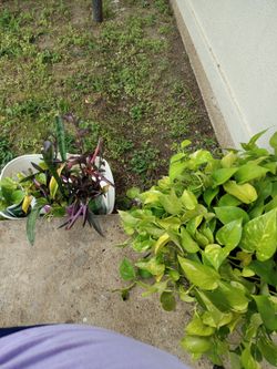 Plants