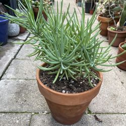 Crested Cenecio Succulent Plant Mermaid Tail